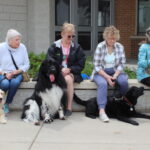 Four ladies sit on a bench with dogs sitting next to them.