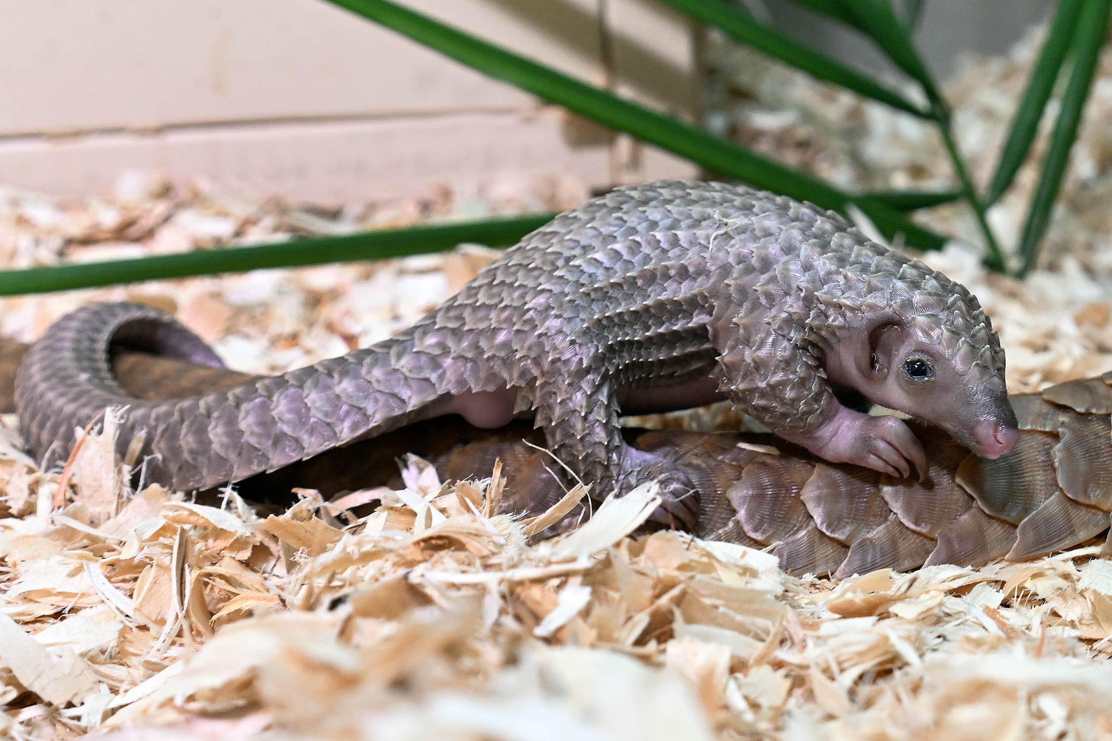 Brookfield Zoo Chicago's Race to Save the World's Most Trafficked